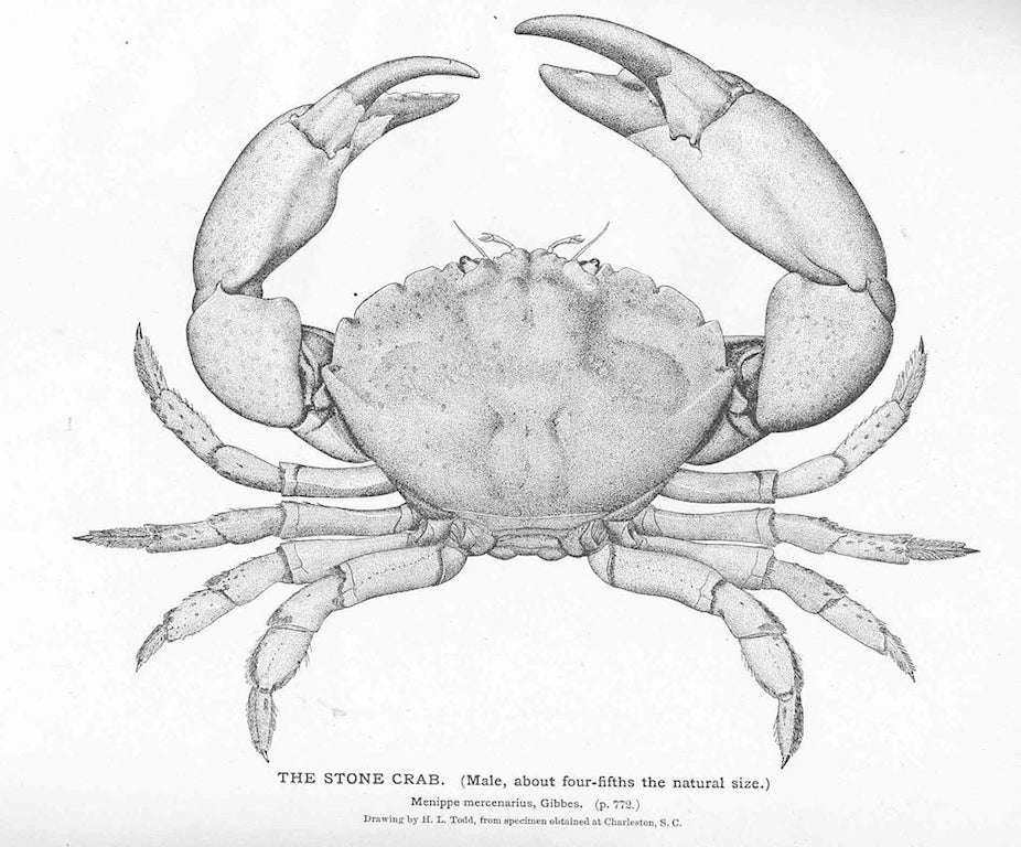 florida stone crab