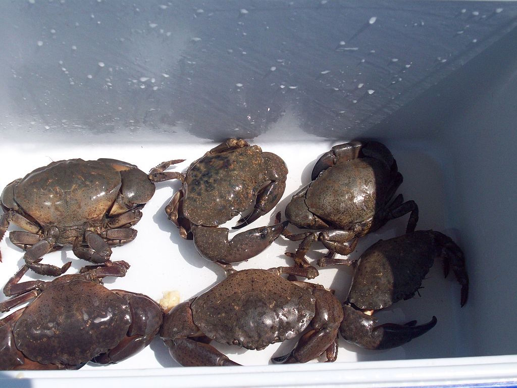 florida stone crabs in a cooler